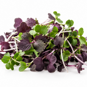microgreens de Perilla Shiso