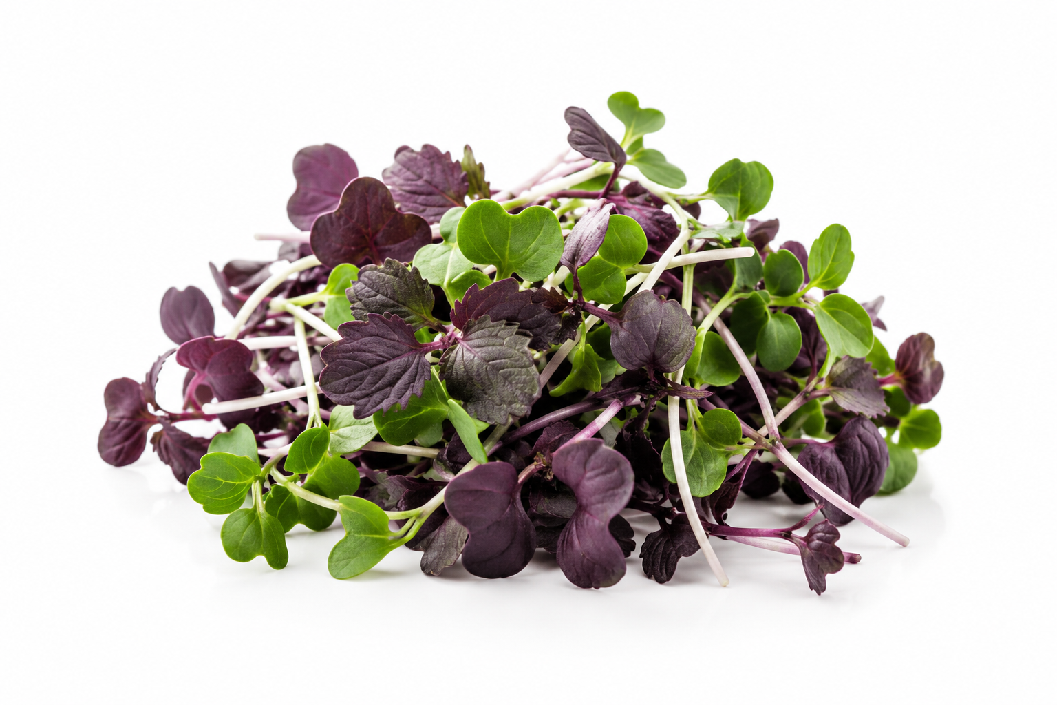 microgreens de Perilla Shiso